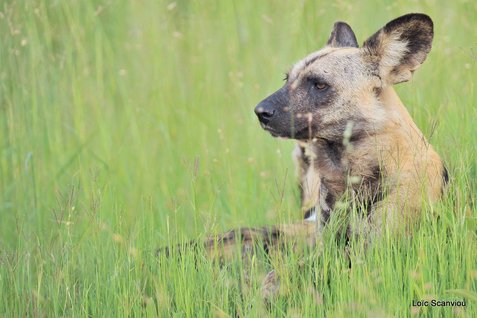 Lycaon/African Wild Dog (3)