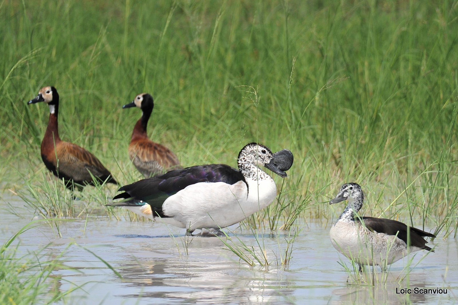 Canard à bosse et dendrocygne veuf/Comb Duck and White-faced Duck (1)