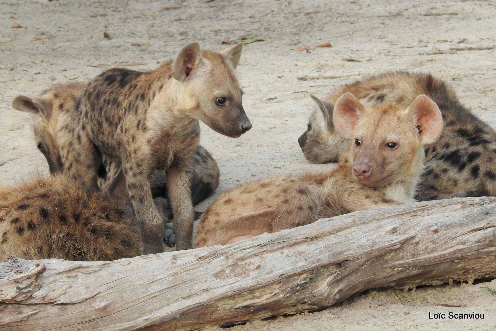 Hyène tachetée/Spotted Hyena (25)