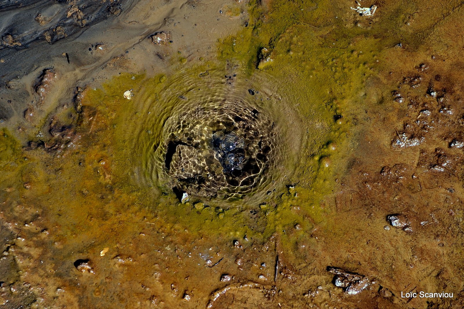 Lac Bogoria 2012 (13)