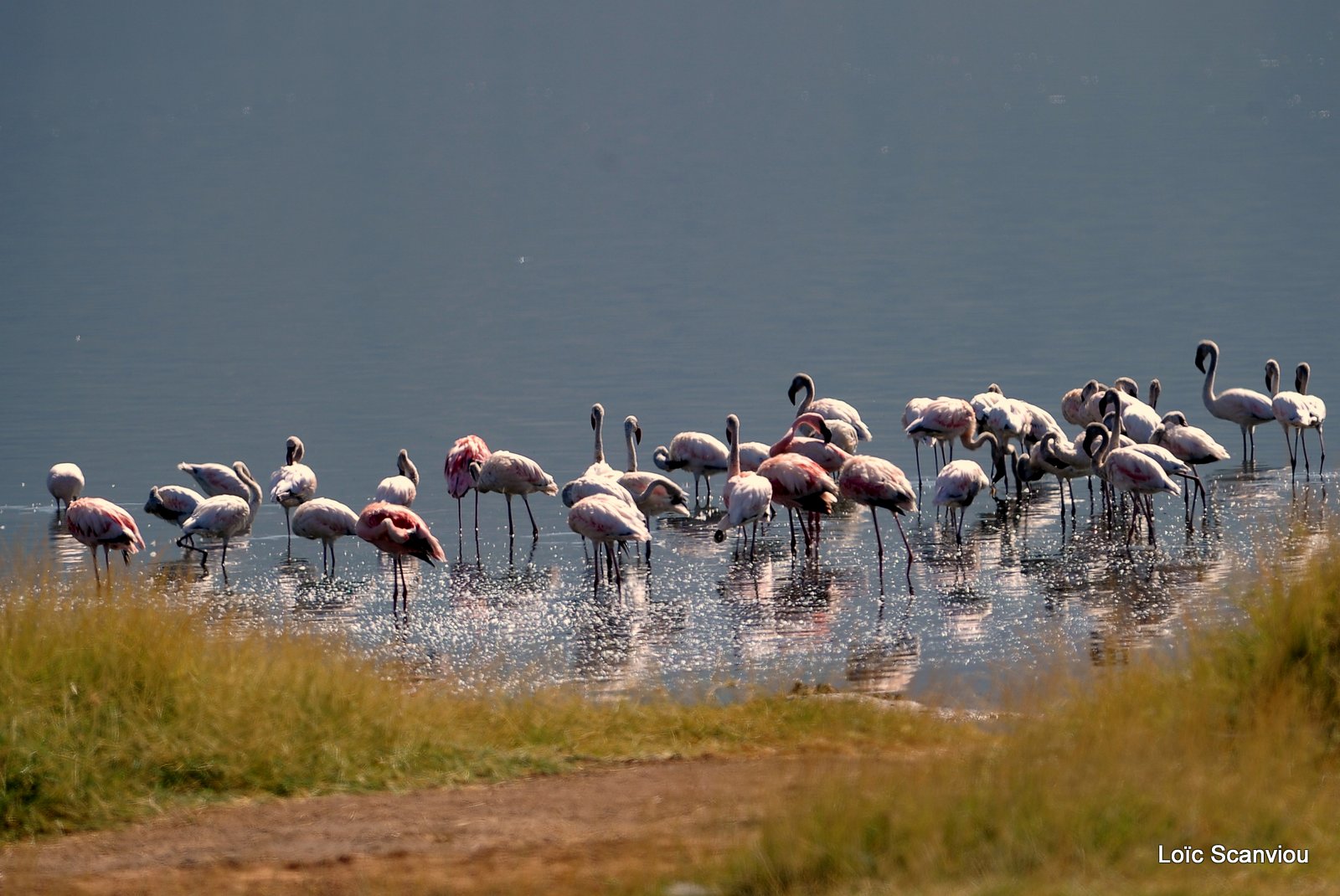 Lac Bogoria 2012 (15)