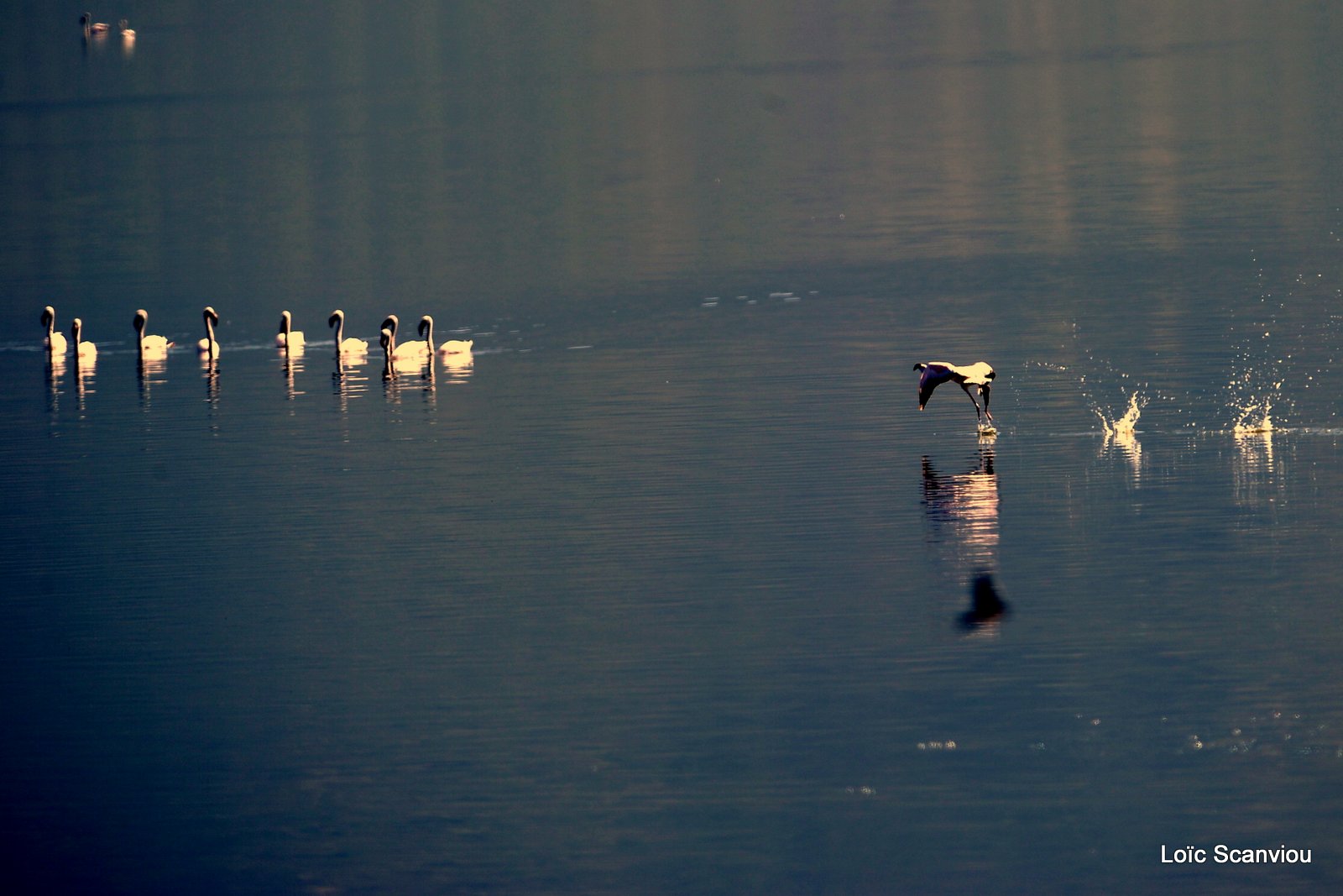 Lac Bogoria 2012 (16)