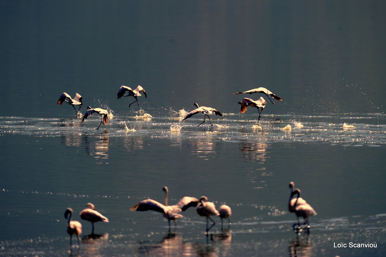 Lac Bogoria 2012 (17)