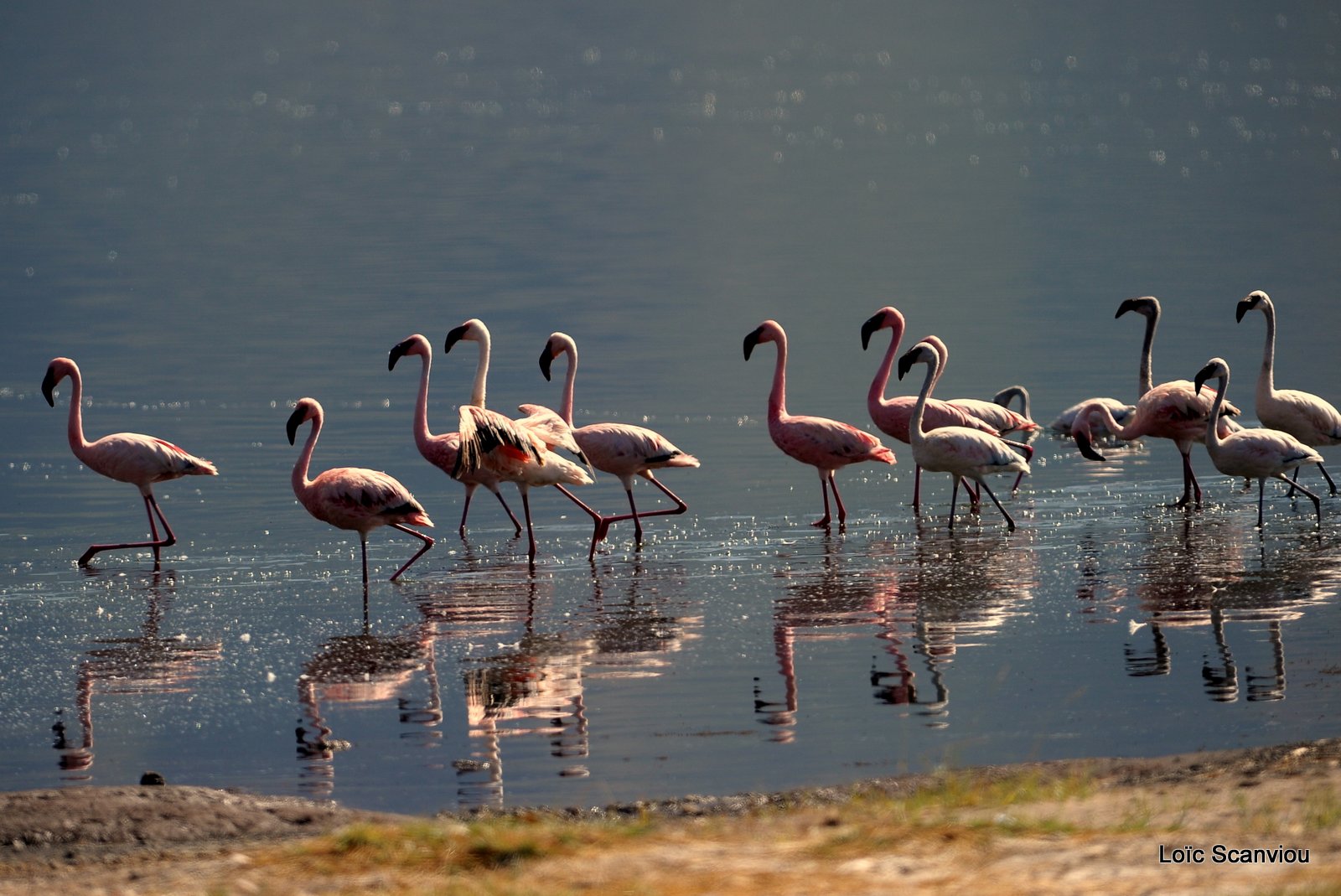 Lac Bogoria 2012 (18)