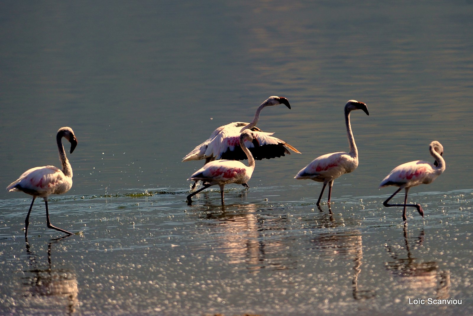 Lac Bogoria 2012 (19)