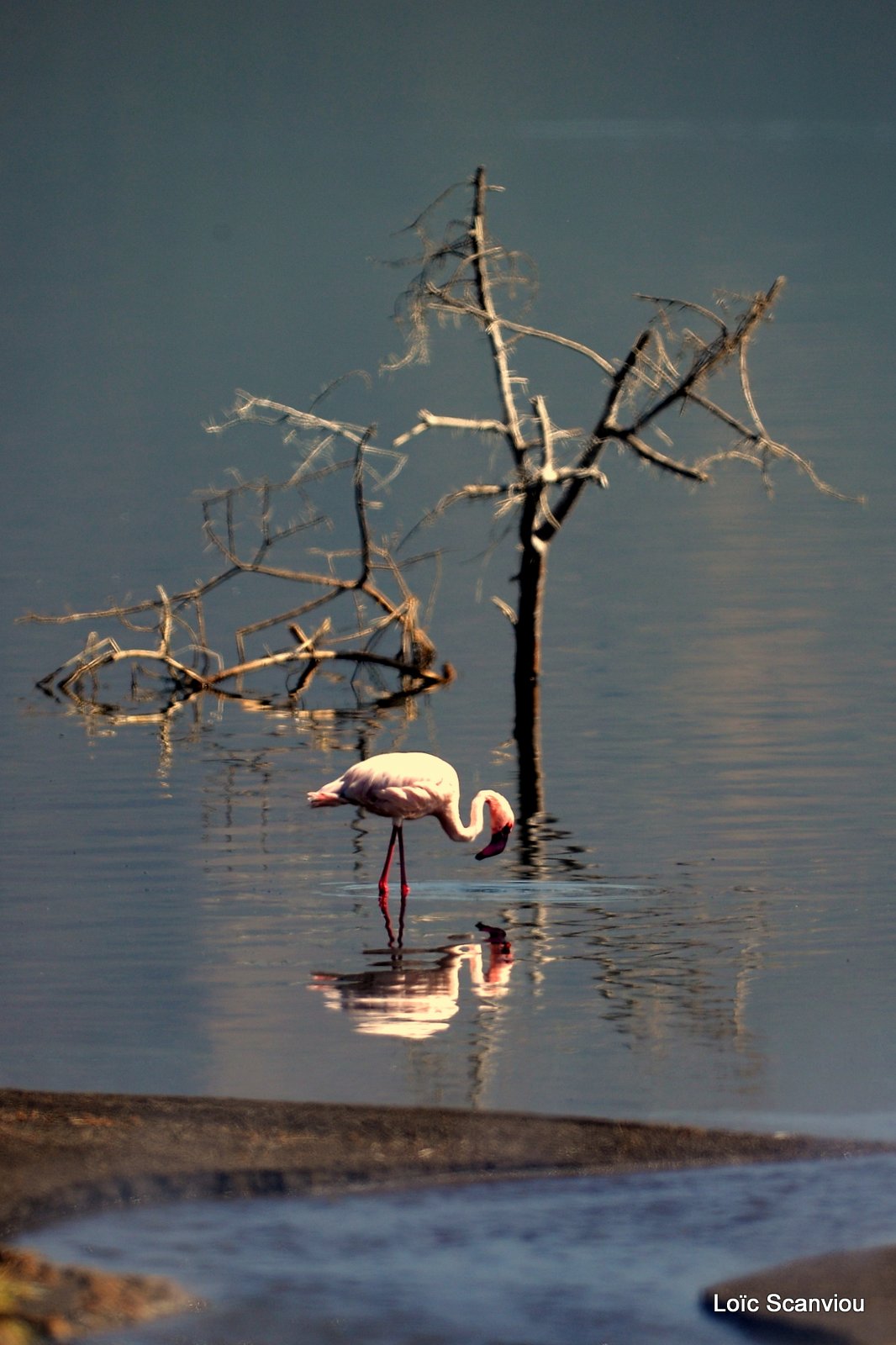 Lac Bogoria 2012 (21)