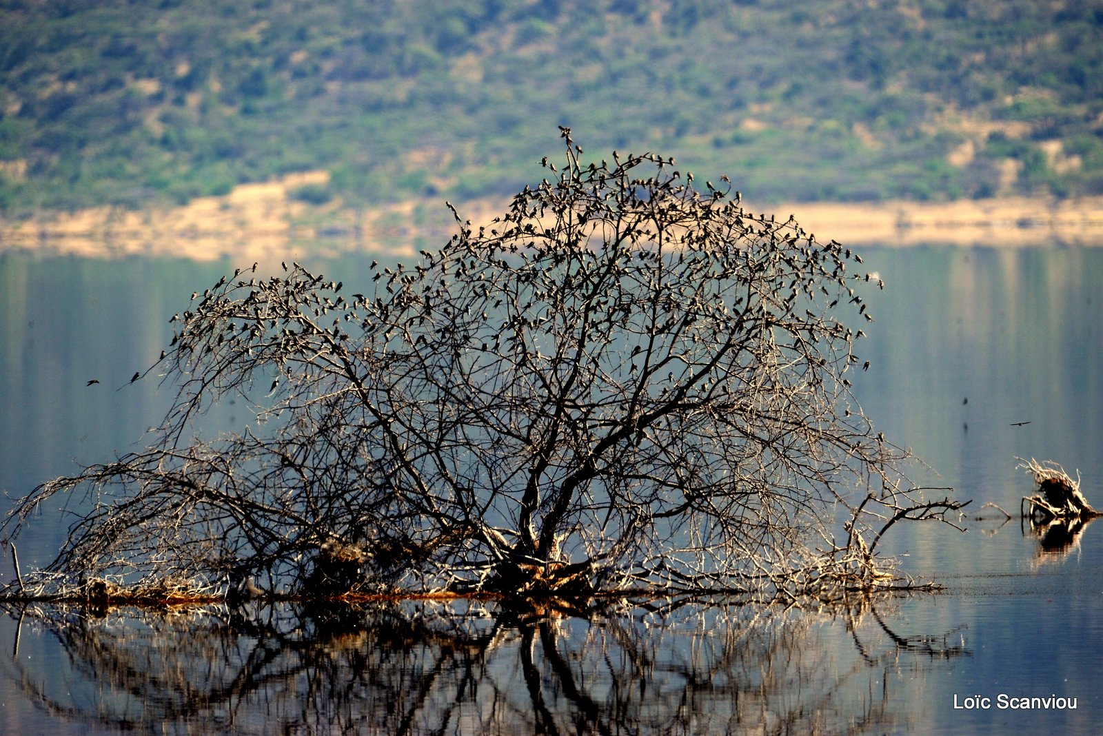 Lac Bogoria 2012 (23)