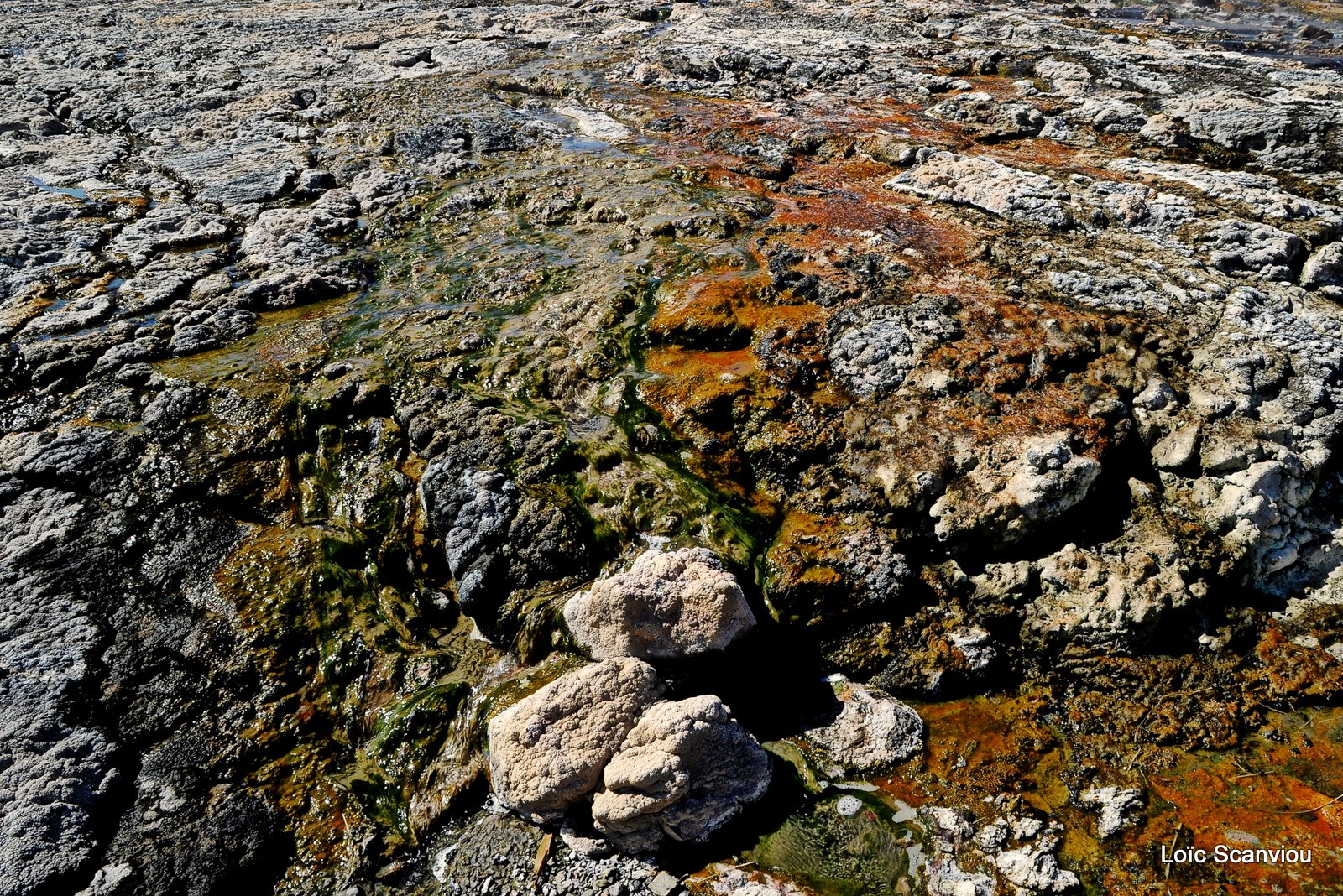 Lac Bogoria 2012 (27)