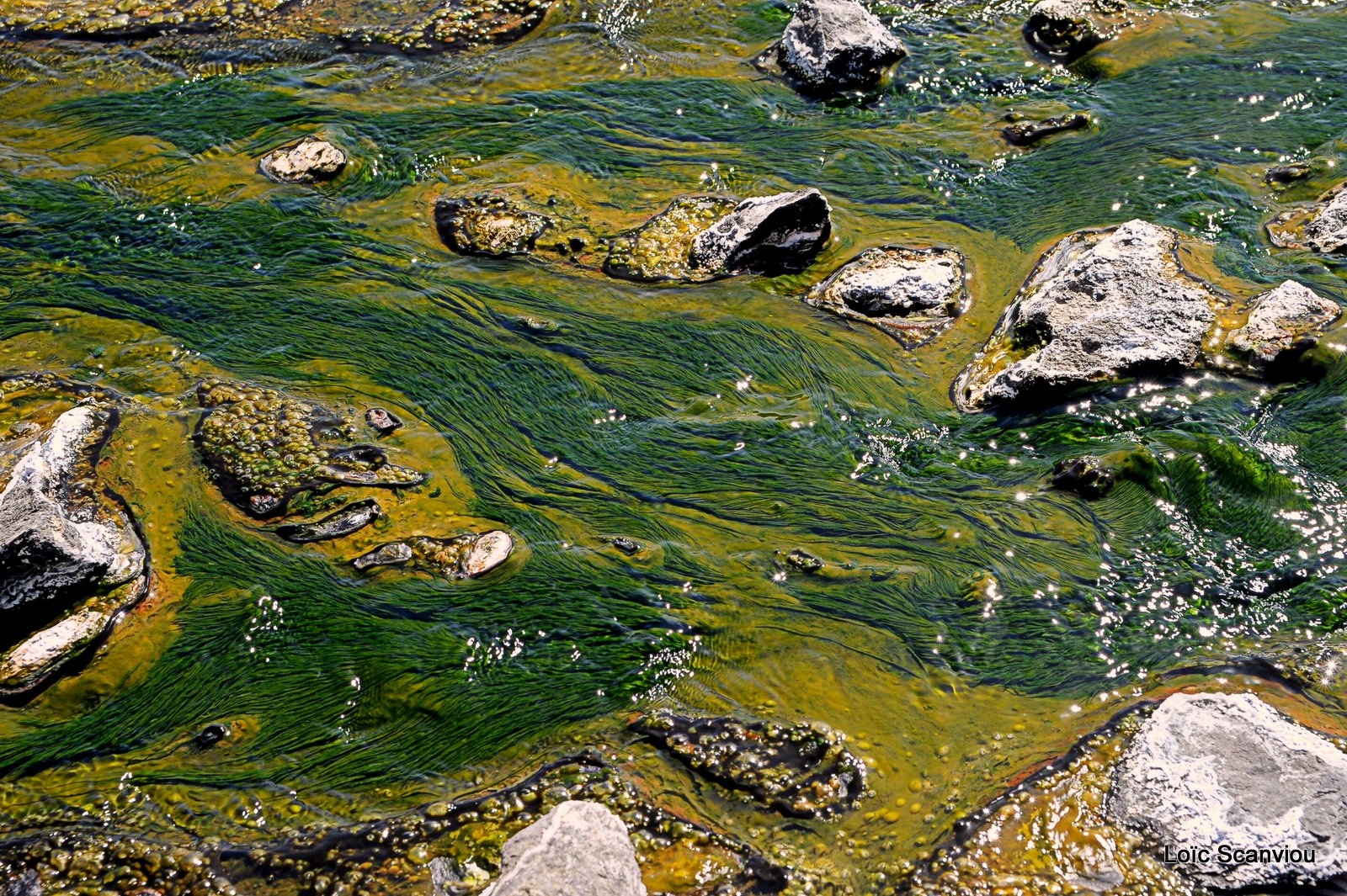 Lac Bogoria 2012 (29)