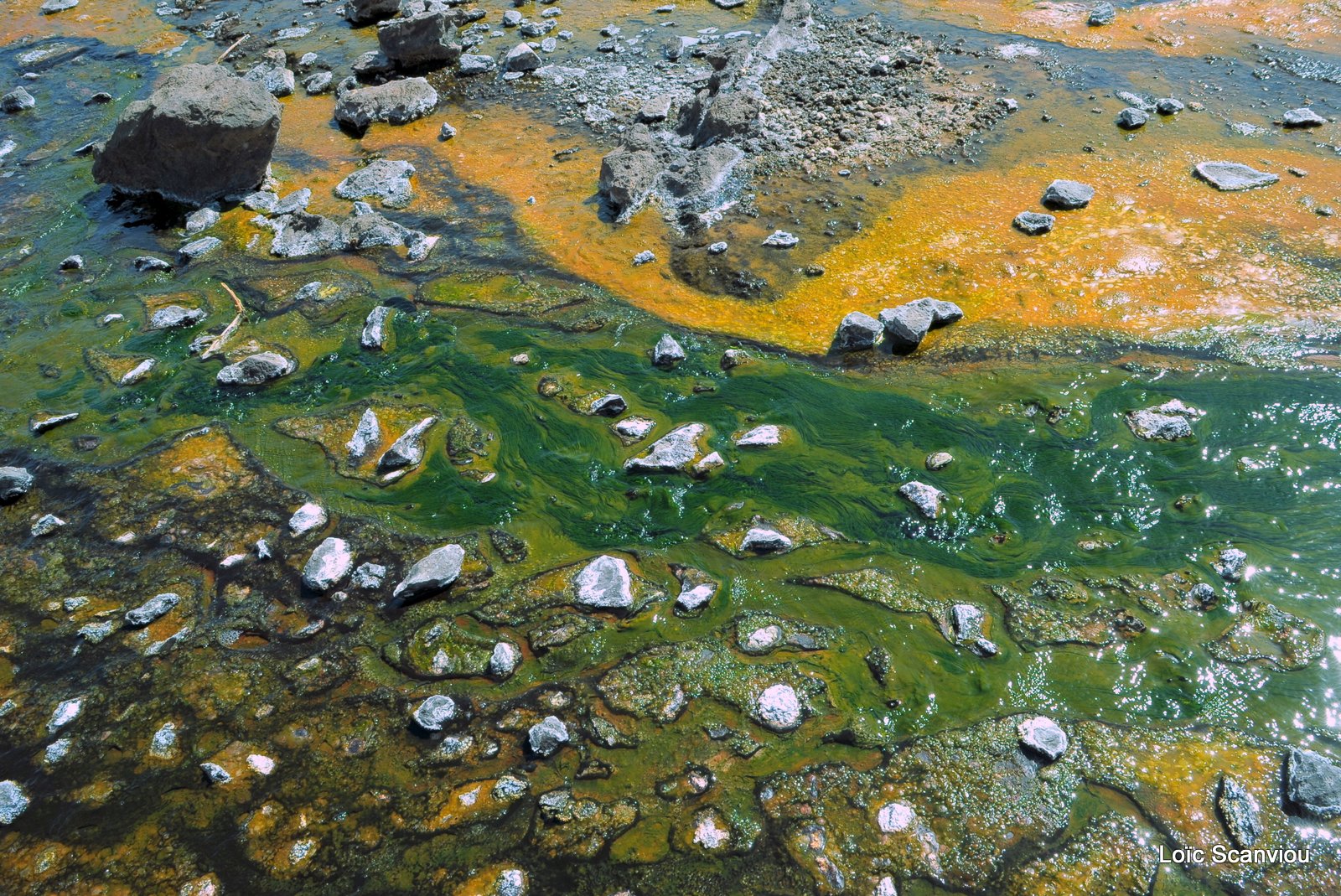 Lac Bogoria 2012 (30)