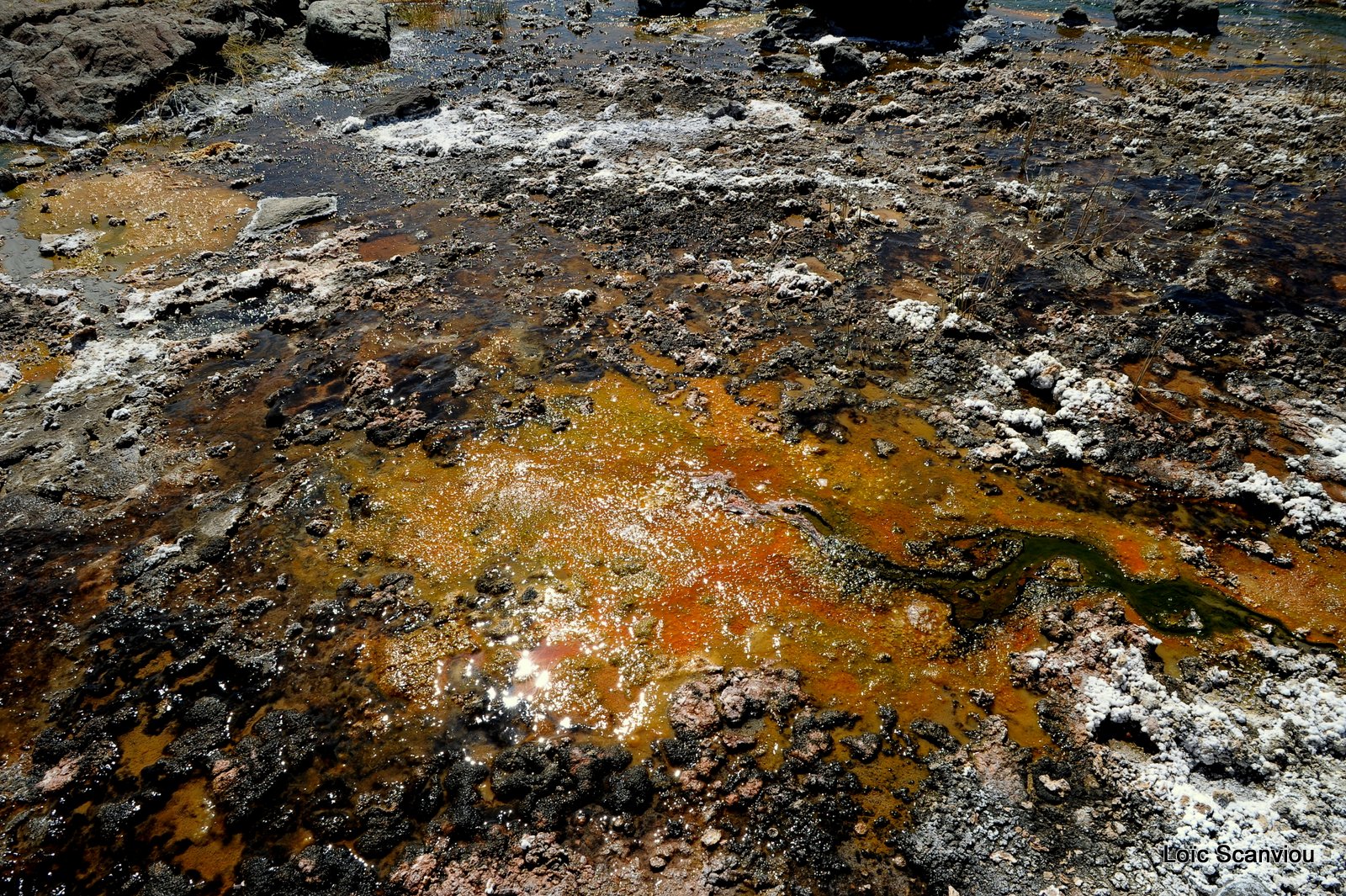 Lac Bogoria 2012 (36)