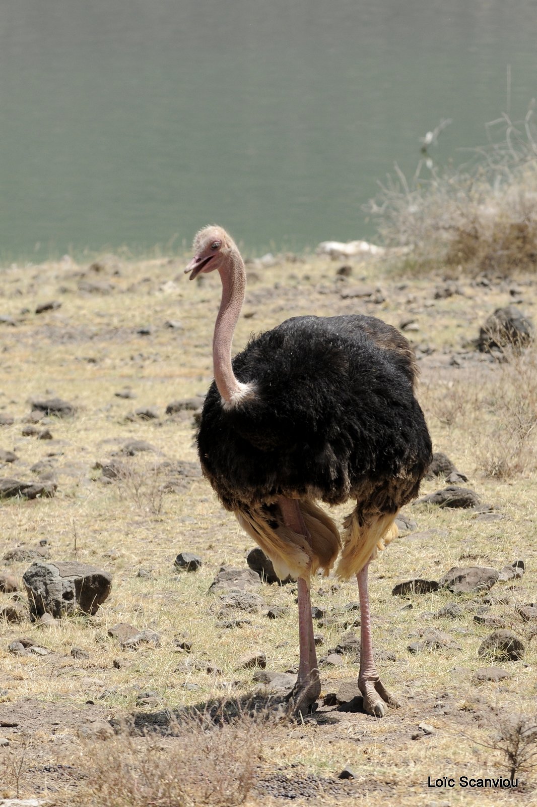 Lac Bogoria 2012 (39)