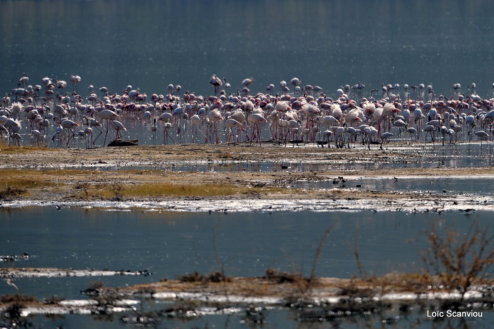 Lac Bogoria 2012 (40)