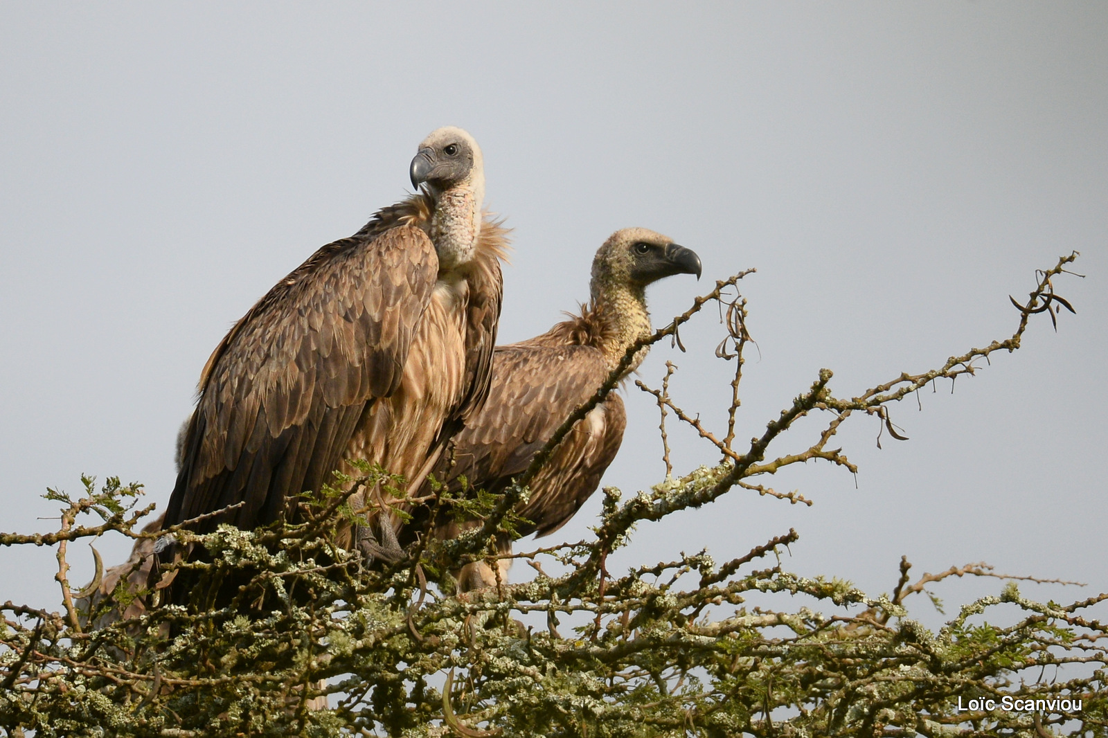 Lake Mburo (10)