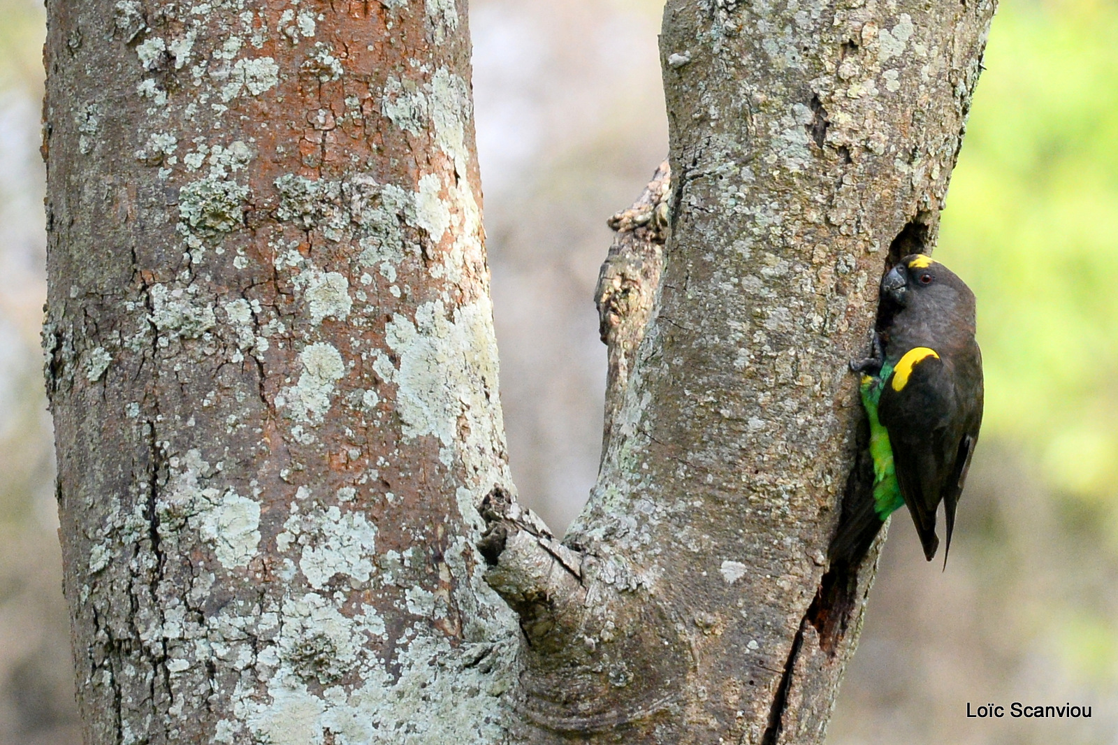 Perroquet à tête brune/Brown Parrot (1)