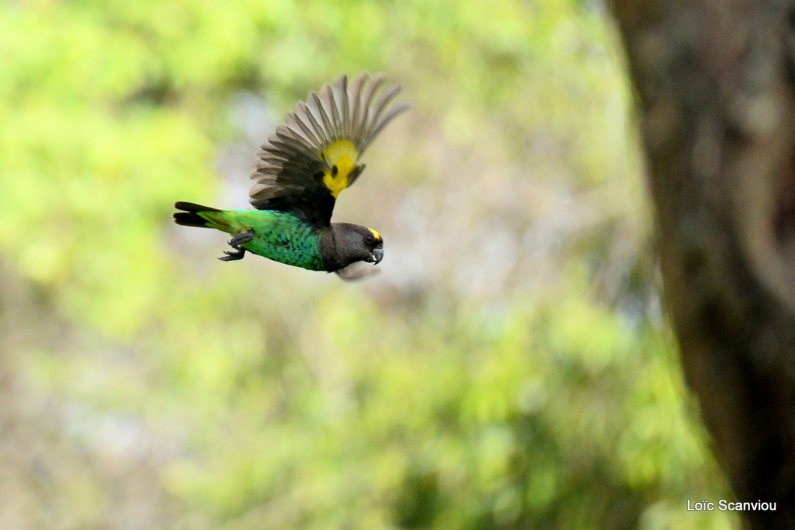 Perroquet à tête brune/Brown Parrot (2)