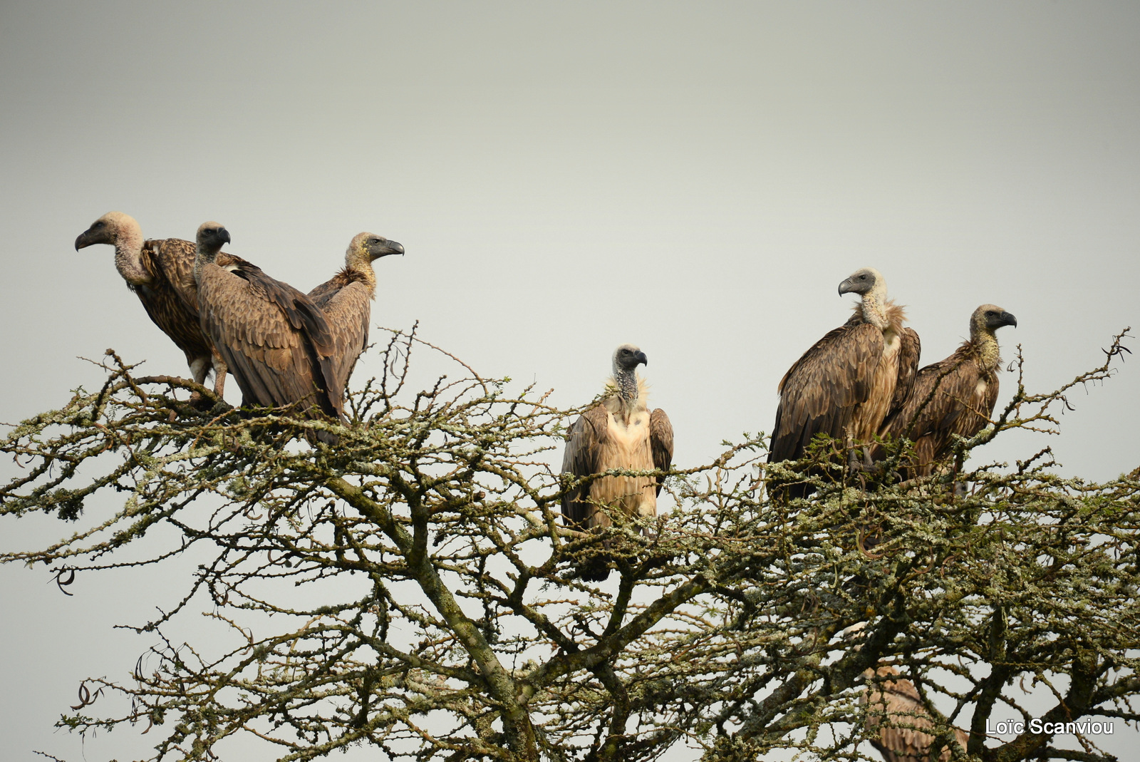 Lake Mburo (9)