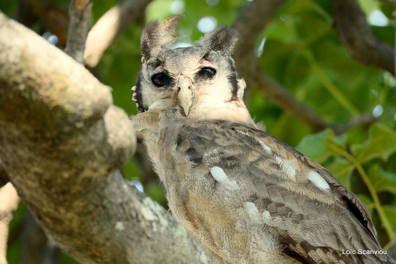 Grand-duc de Verreaux/Verreaux's Eagle-Owl (2)