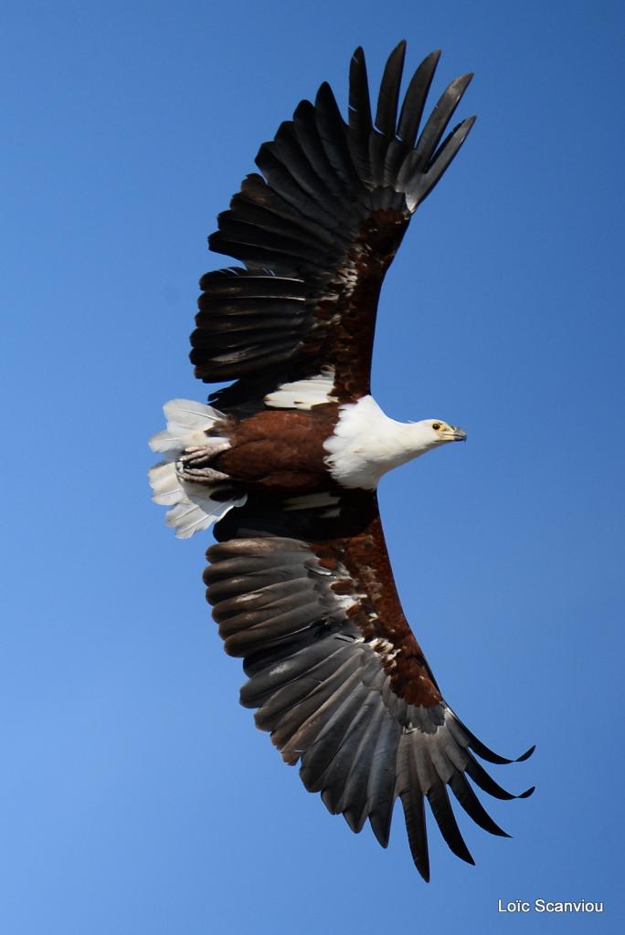 Aigle vocifère/African Fish Eagle (1)