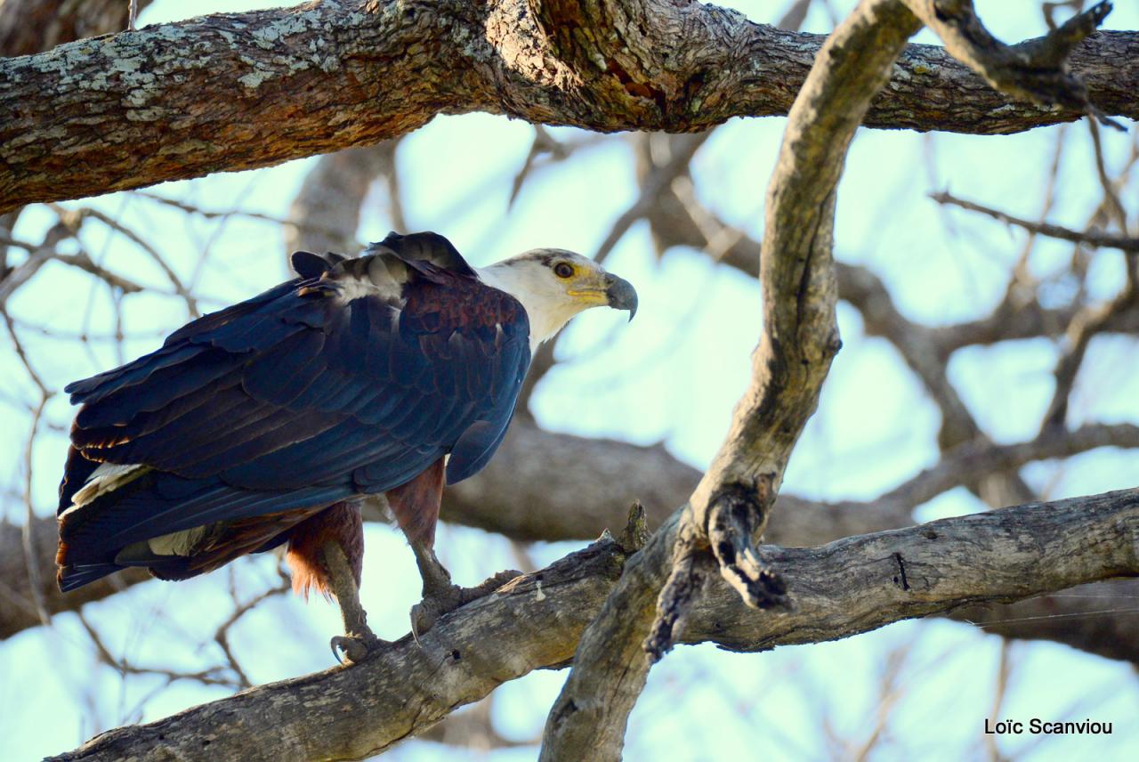 Aigle vocifère/African Fish Eagle (2)