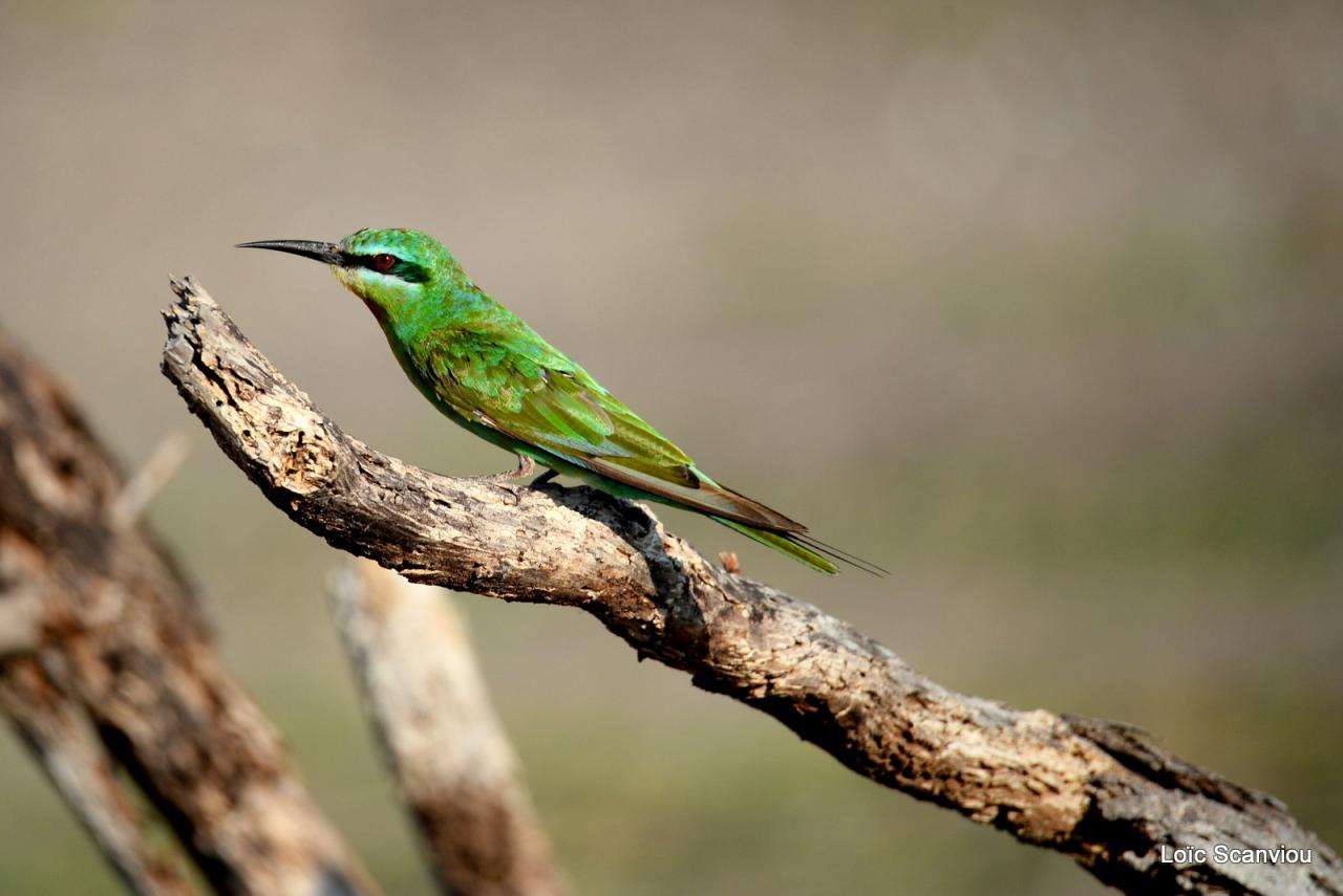 Guêpier de Perse/Blue-cheeked Bee-Eater (1)