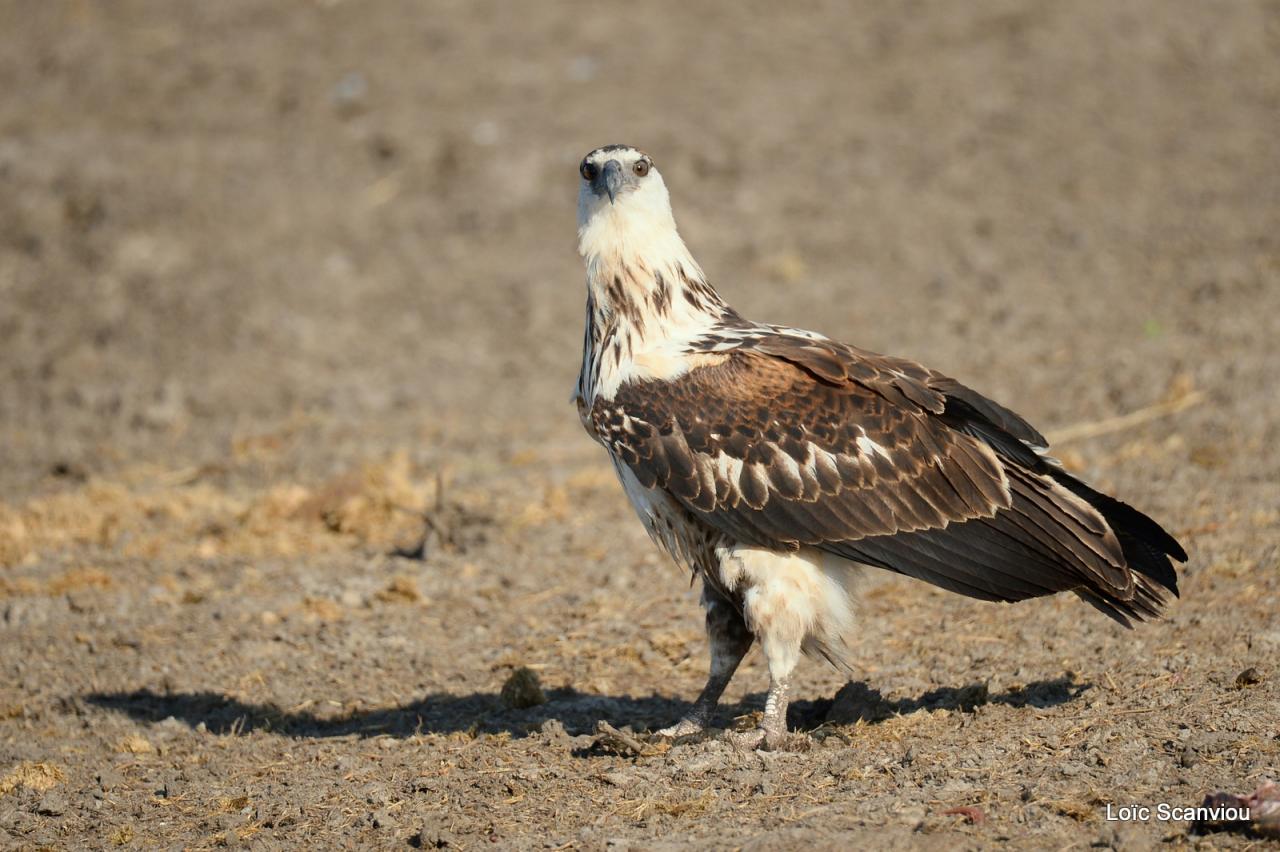 Aigle vocifère/African Fish Eagle (3)