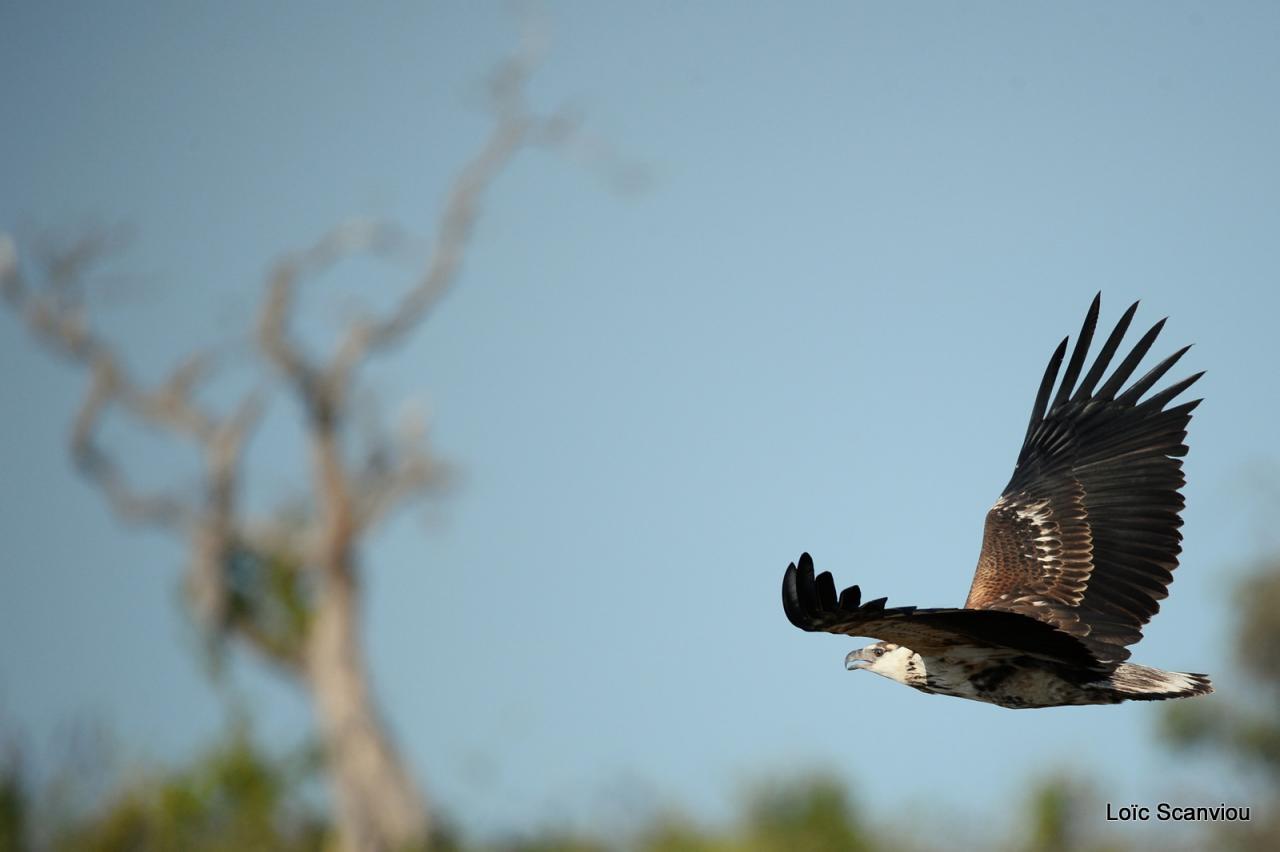 Aigle vocifère/African Fish Eagle (4)