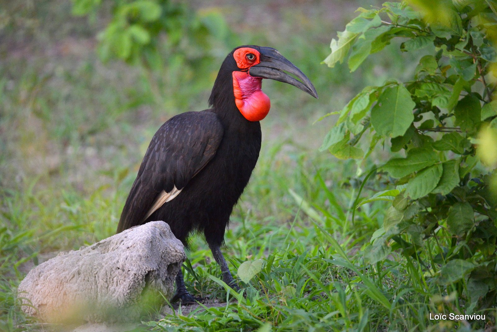 Bucorve du Sud/Southern Ground Hornbill (1)