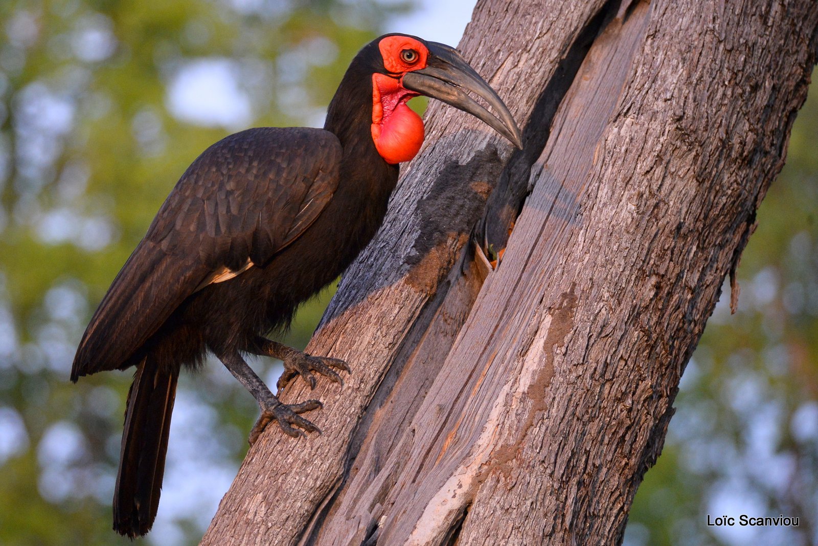 Bucorve du Sud/Southern Ground Hornbill (2)