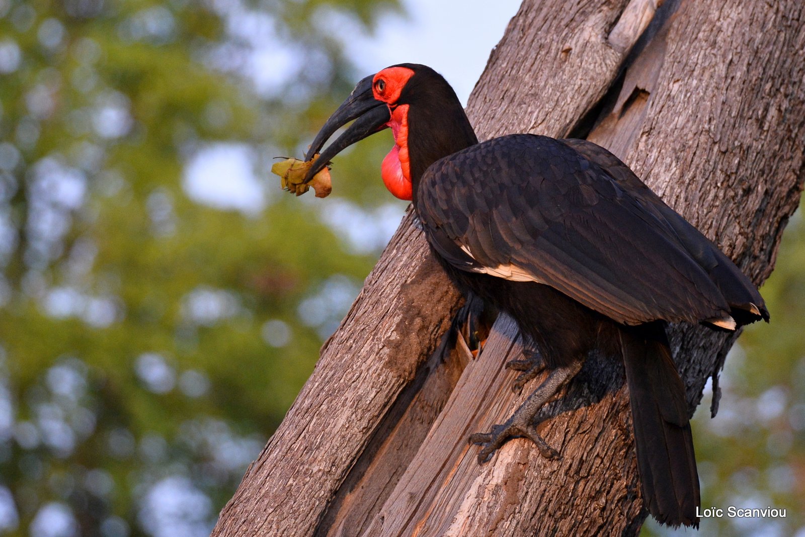 Bucorve du Sud/Southern Ground Hornbill (3)