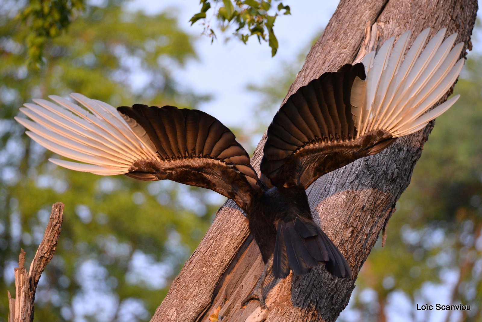 Bucorve du Sud/Southern Ground Hornbill (4)