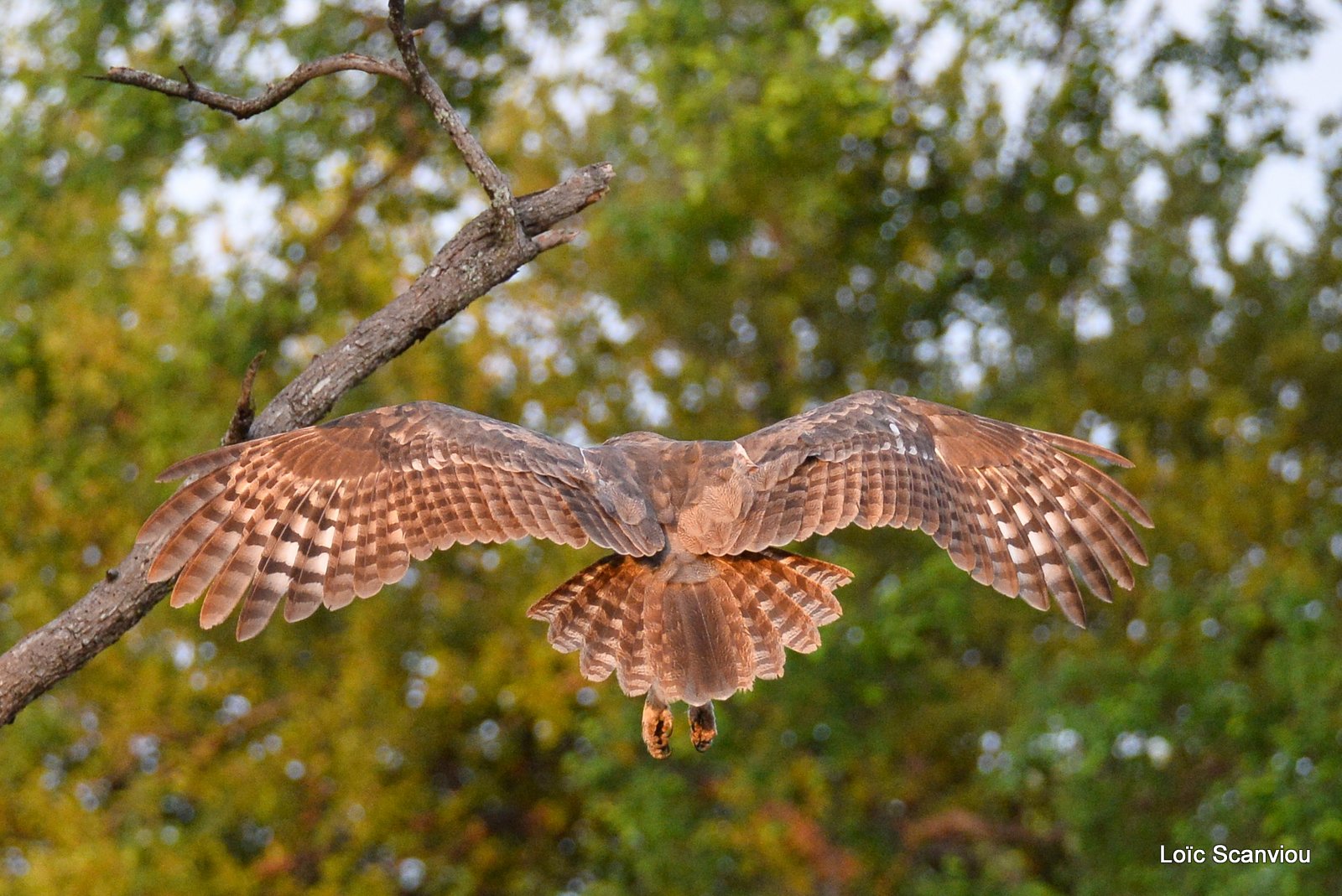 Grand-duc de Verreaux/Verreaux's Eagle-Owl (2)