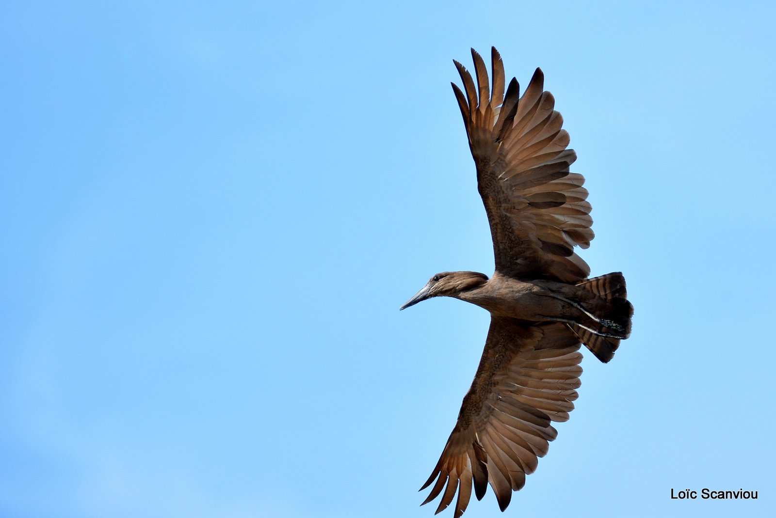 Ombrette africaine/Hamerkop (1)