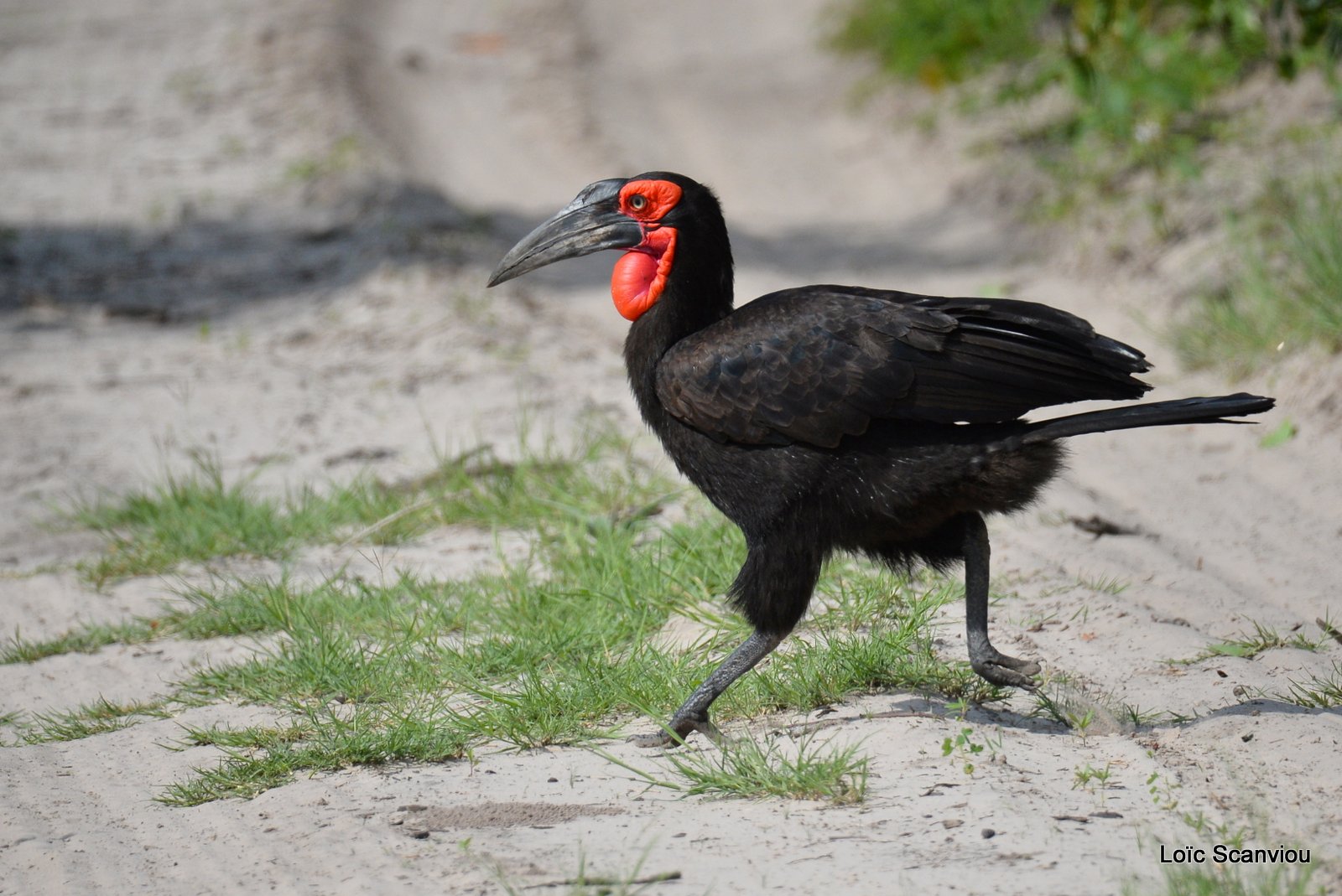 Bucorve du Sud/Southern Ground Hornbill (5)