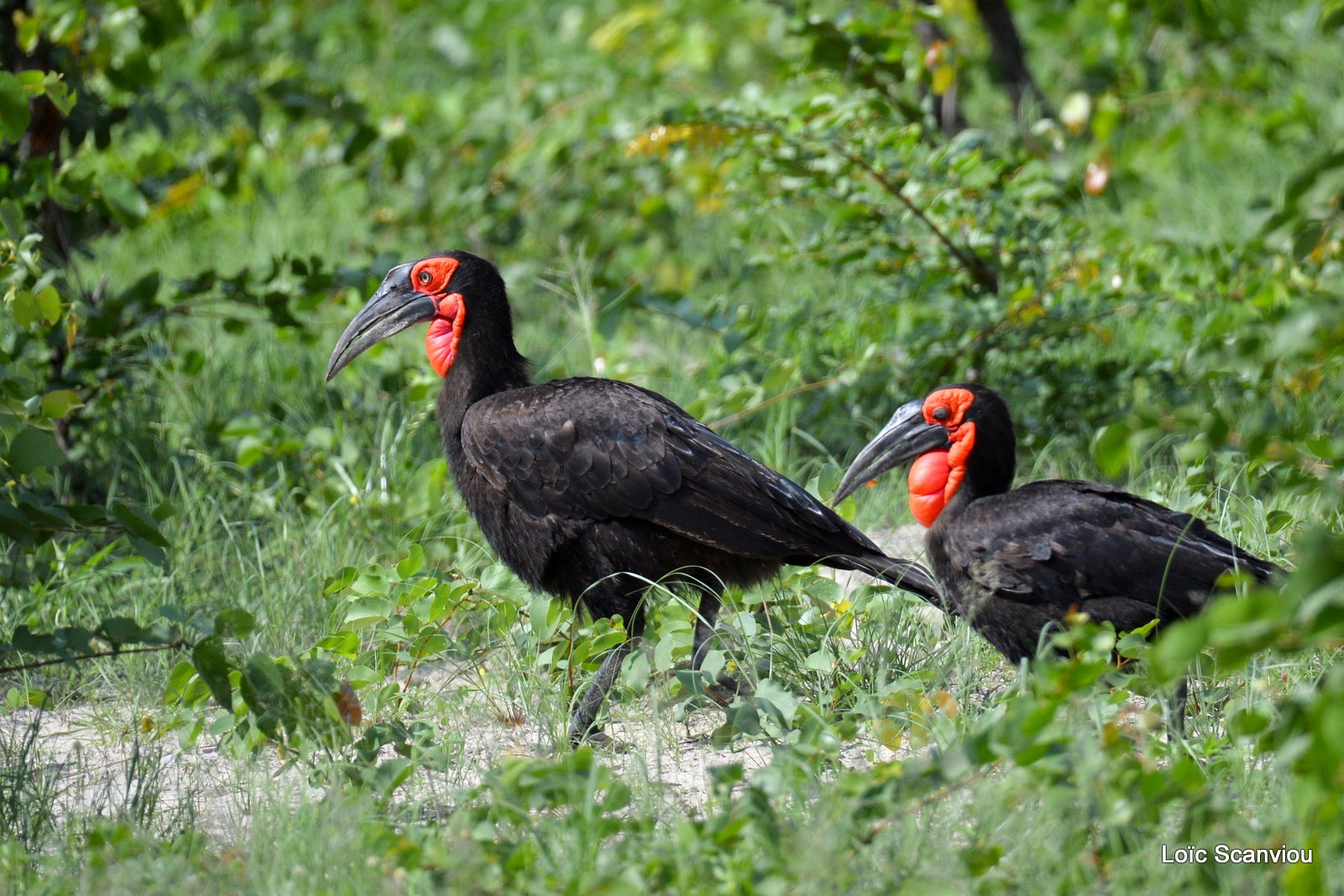 Bucorve du Sud/Southern Ground Hornbill (6)