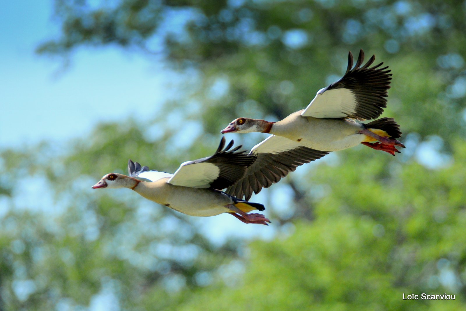 Ouettes d'Egypte/Egyptian Geese (1)