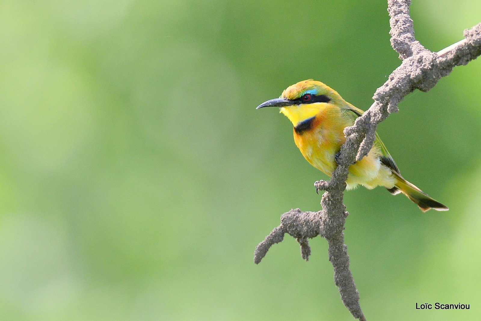 Guêpier nain/Little Bee-eater (1)