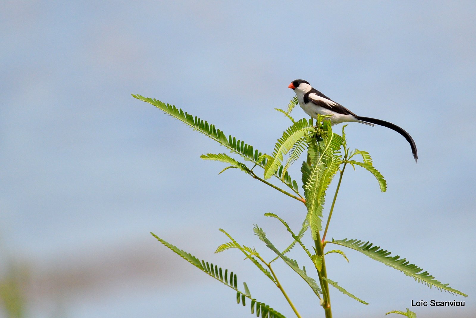 Veuve dominicaine/Pin-tailed Whydah (1)