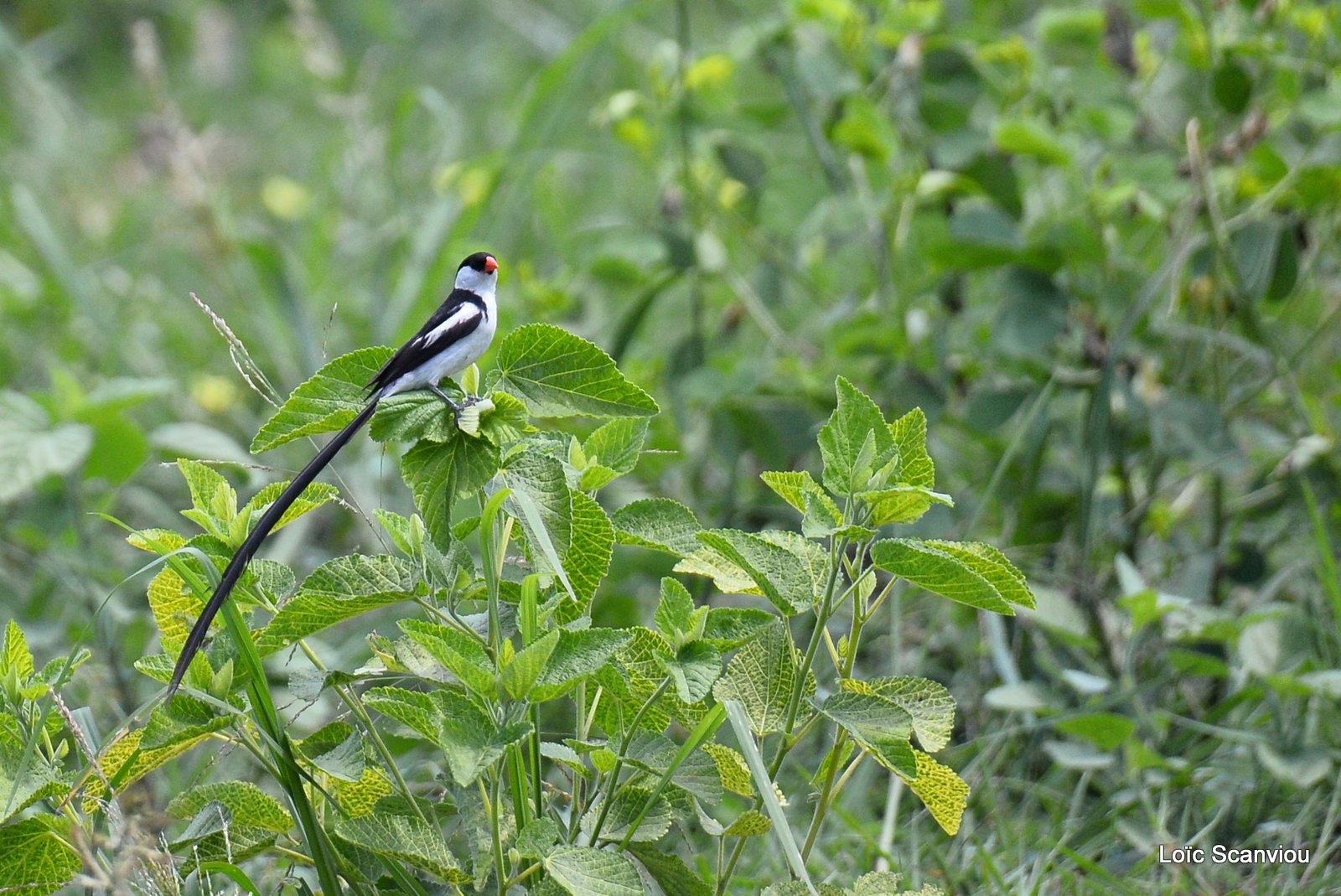 Veuve dominicaine/Pin-tailed Whydah (2)