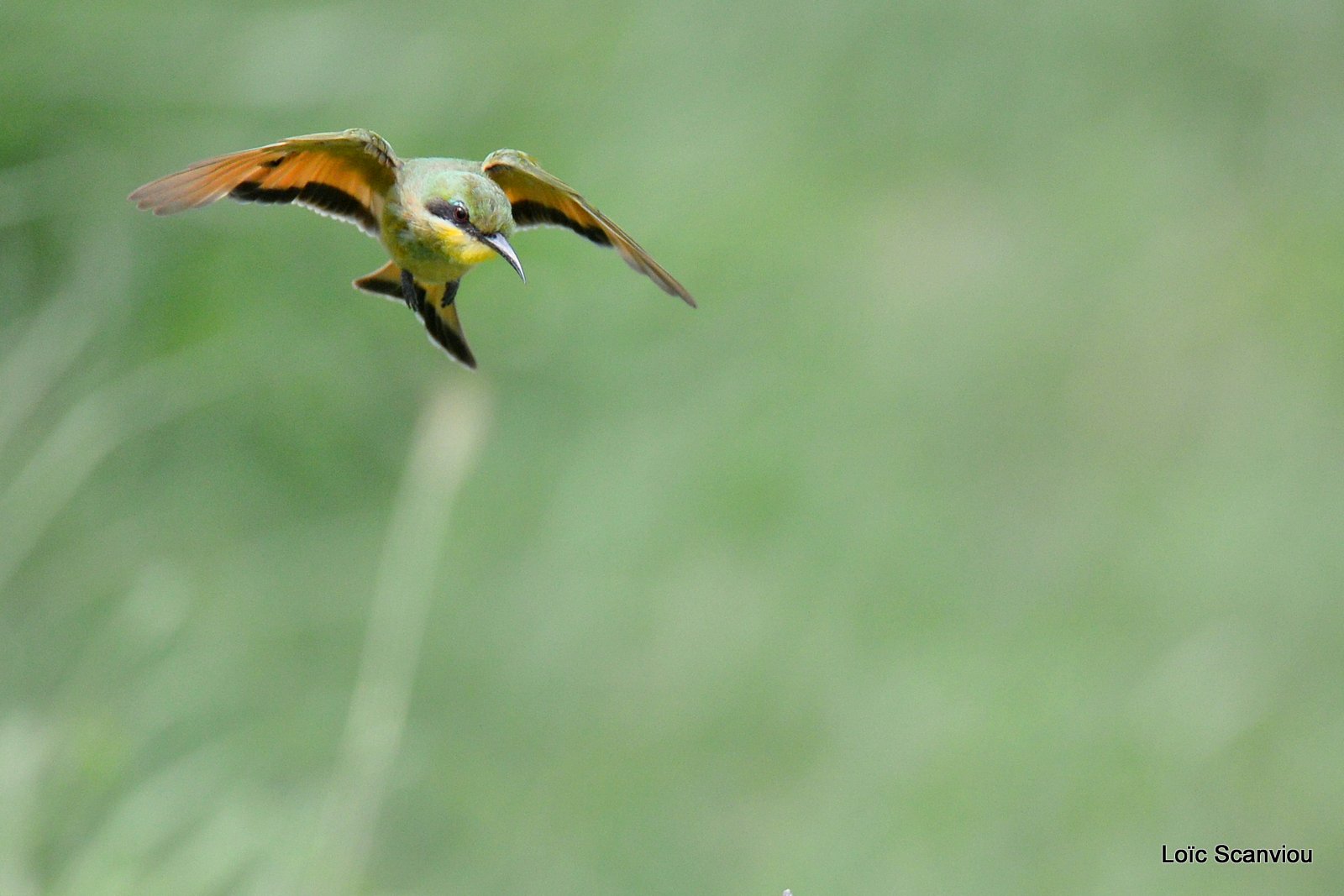 Guêpier nain/Little Bee-eater (2)