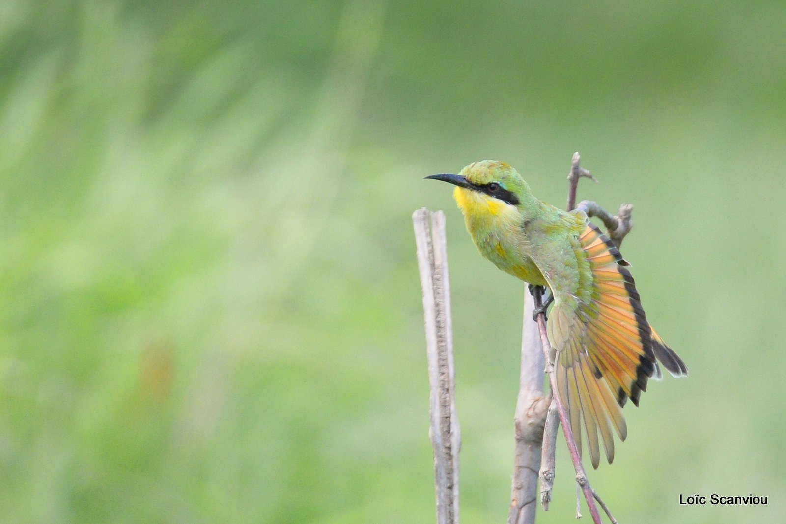 Guêpier nain/Little Bee-eater (3)