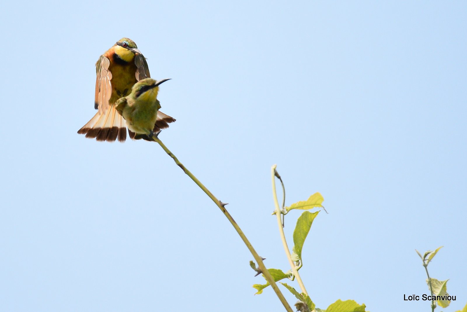 Guêpier nain/Little Bee-eater (4)