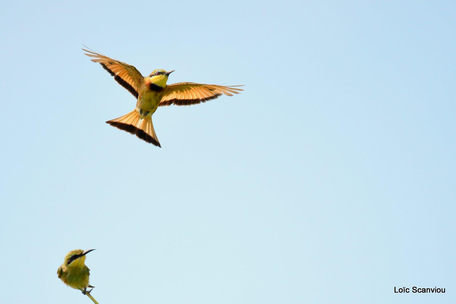 Guêpier nain/Little Bee-eater (5)