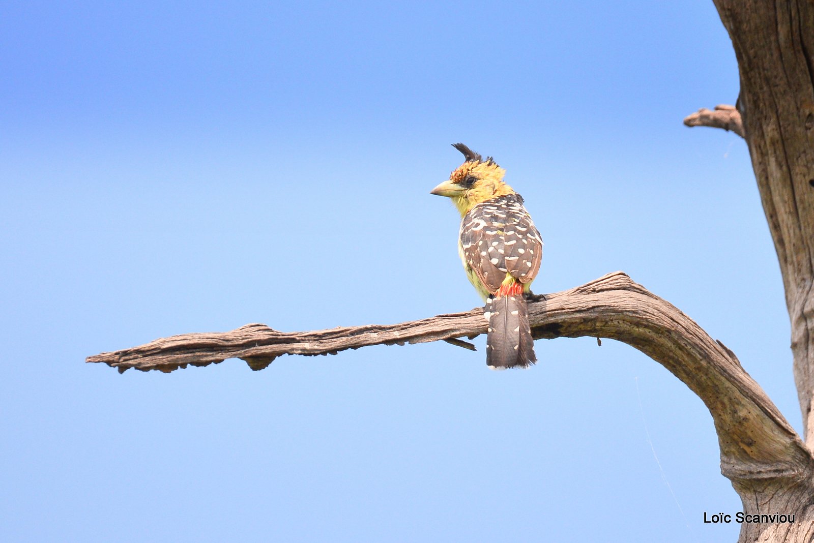 Barbican promépic/Crested Barbet (1)