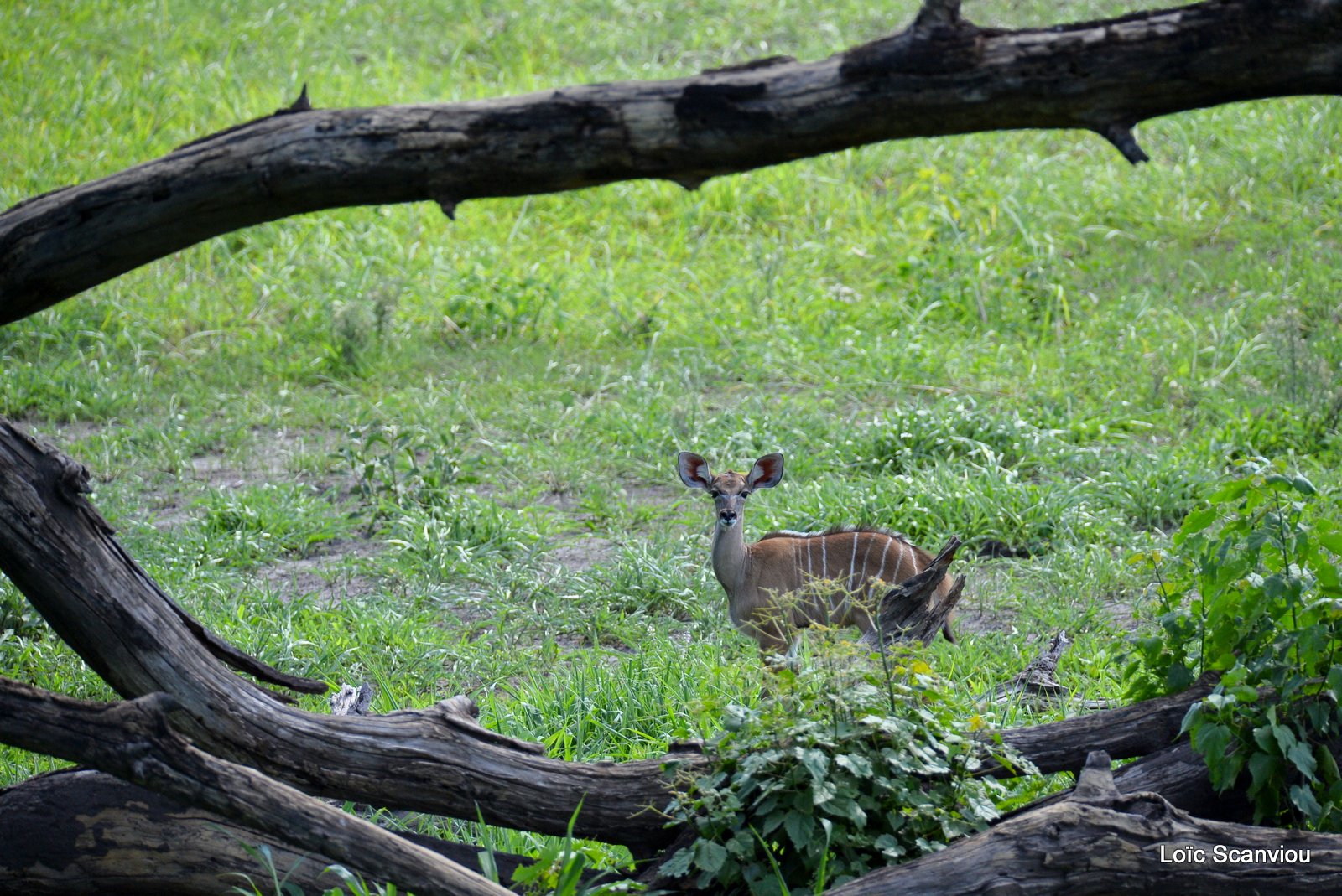 Grand koudou/Greater Kudu (1)