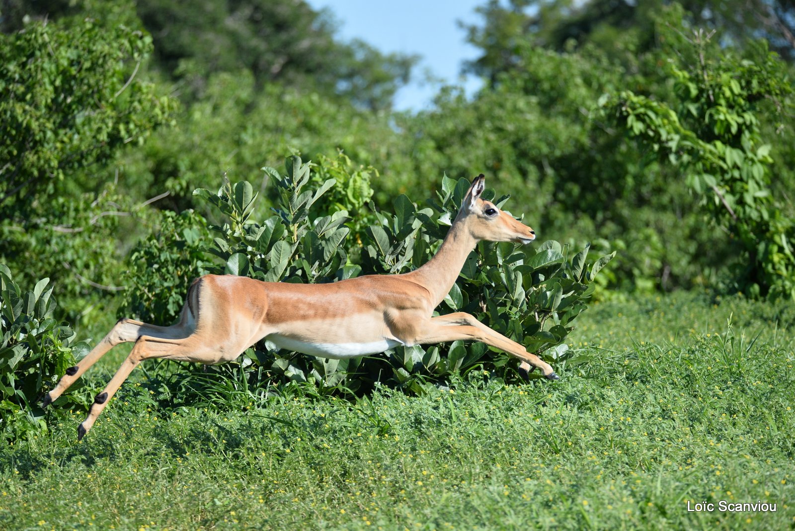 Impala (1)