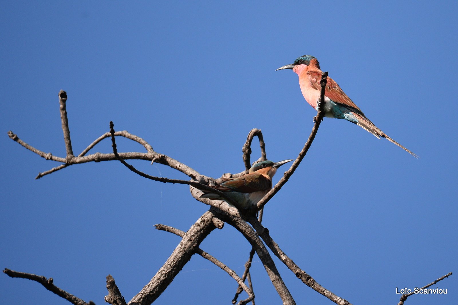 Guêpier carmin/Southern Carmine Bee-eater (1)