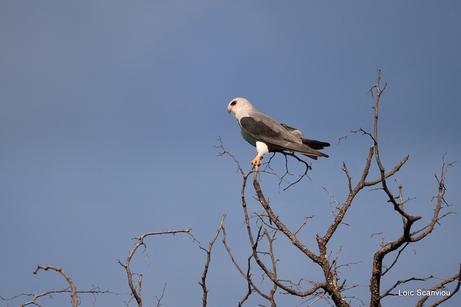 Élanion blanc/Black-shouldered Kite (1)