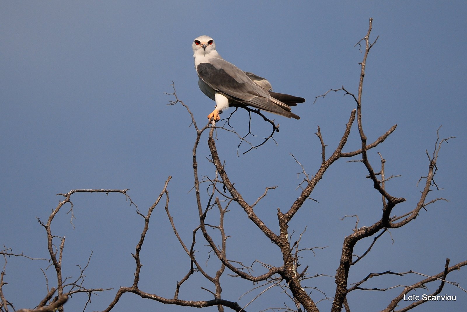 Élanion blanc/Black-shouldered Kite (2)