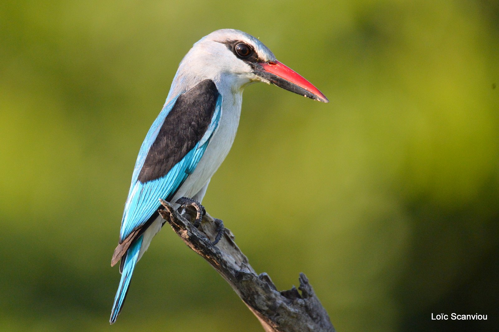 Martin-chasseur du Sénégal/Woodland Kingfisher (2)